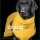 Hundemantel fit4dogs dryup cape Yellow S  56cm