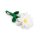 Beeztees Blume Daisy, 30x16x4 cm