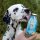 SmoothieDog Pool Pawty, 250ml