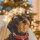 Nobby Xmas Heiligenschein mit LED