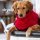 Hundemantel fit4dogs dryup cape Red Pepper M  60cm